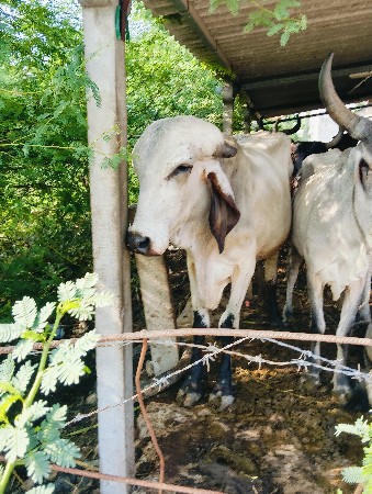 આબુલવેસવાનોસે