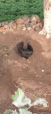 વેચવાના છે મુરઘા