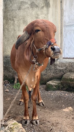 હોડકી વેચવાની છે