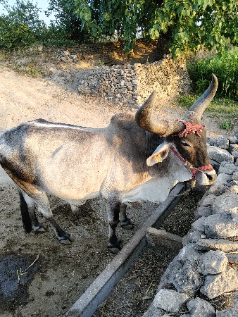 વેચવાનો તન વાવણી વાવેલ છે