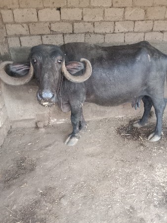 ભેંસ વેચવાની શે