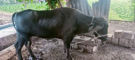 પાડો વેચવાનો છે