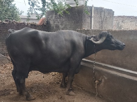 ભેંસ વેચવાની છે