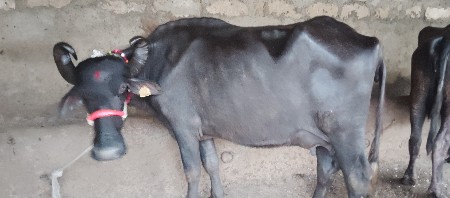ત્રીજુ વેતર છે.