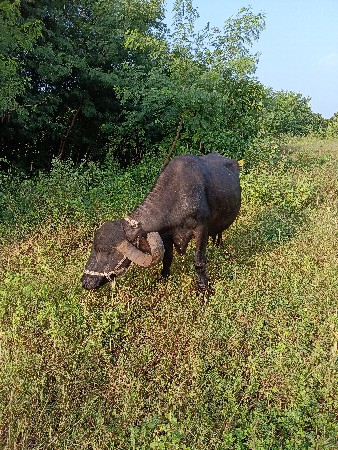 ભેંસ