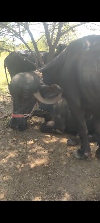 ભેંસ વેચવાની છે