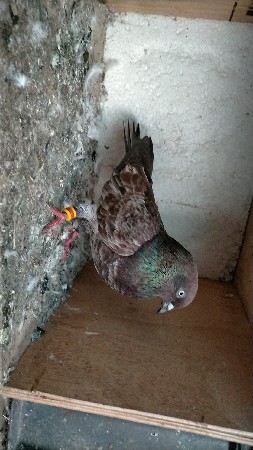 લાલ મારવાડો મેલ છે