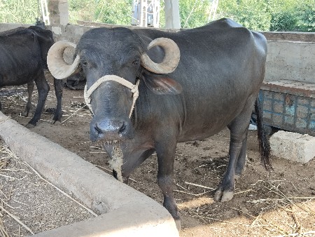 ભેંસ વેચવાની છે