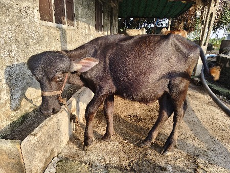 પાડો દેવાનો છે