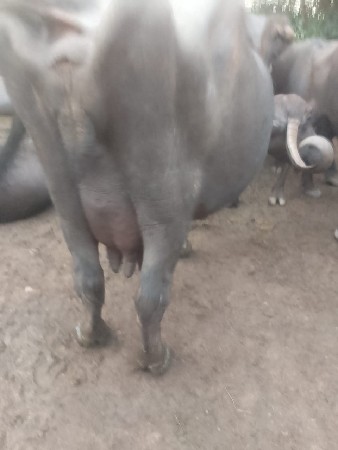 ત્રીજું વેતર.     પાંચ દિવસની કાચી