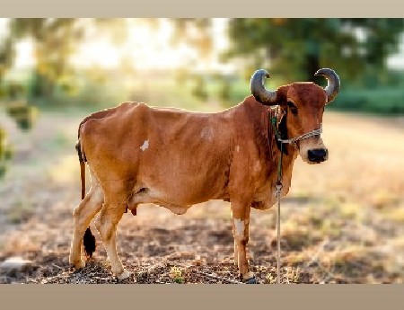 ગાય વેચવાની છે
