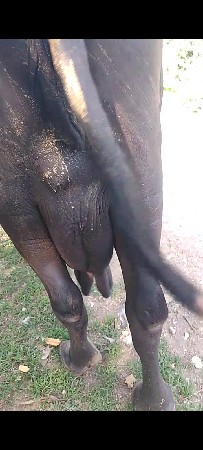ભેંસ વેચવાની છે