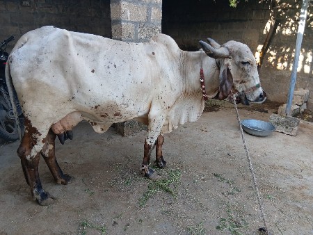 ગાય વેચવા ની છે