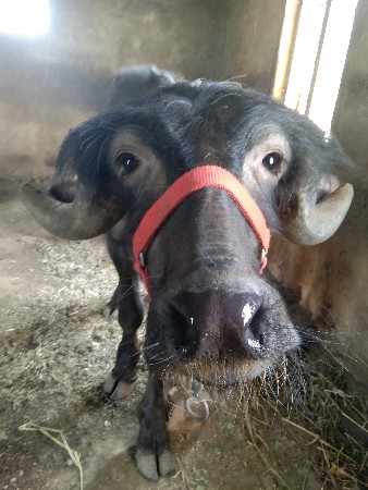 પાડો વેચવાનો છે