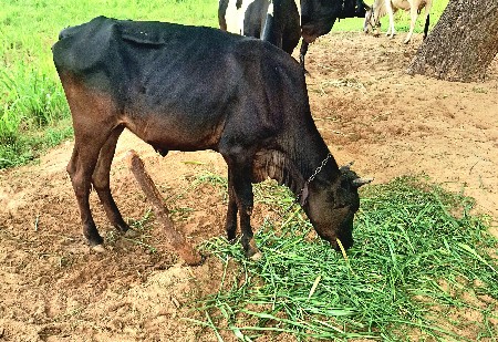 દેશી જરશી એશફ