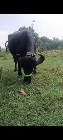 પેલુ વેતર...
