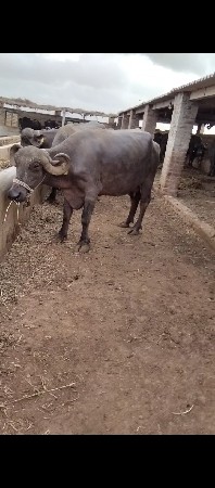 ત્રણ ભેસો વેચવાની સે