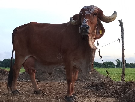 ગાય વેચવાની છે