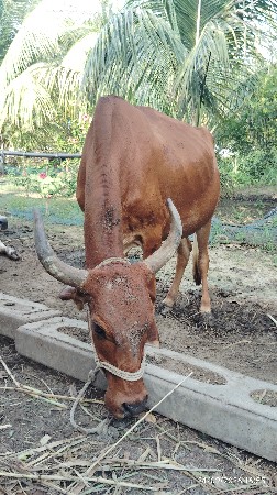 ગાય સે ત્રીજું વેતર