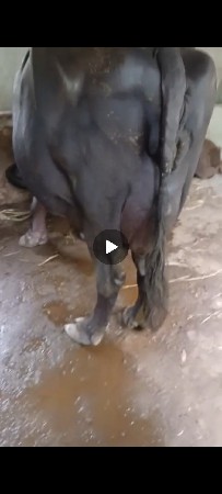 ભેંસ વેચવાની છે