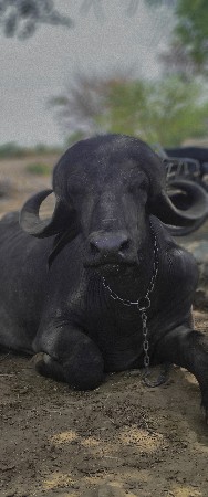 દેશી પાડો વેચવાનો છે