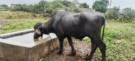 6 દાતે સે પાડો વેસવાનો સે બધીય