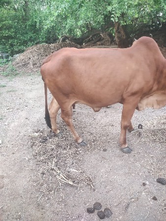 ગાય વેચાણ