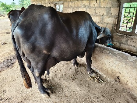 ભેંસ વેચવાની છે