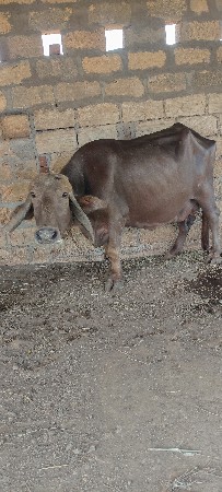 ભેંસ વેચવાની છે