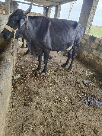 s f ગાય વેચવાની છે અને બધી જવાબદારી