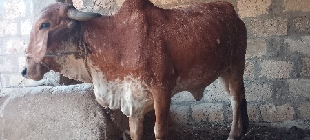 ગીર વાછડી આપવાની છે
