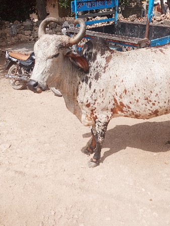દેવડા ગામ કુતિયાણા તાલુકો