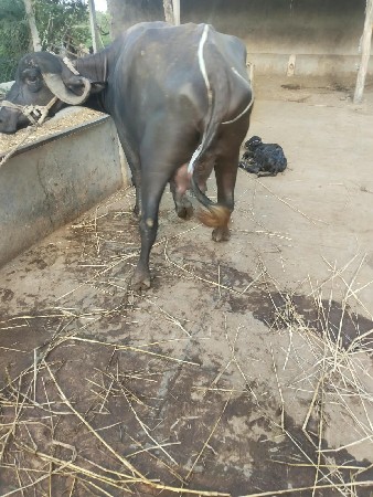 પેલા વેતર ની ખડેલી વેચવાની છે