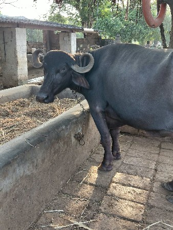 પેલા વેતર ની ખડેલી