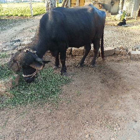 ભેંશ વેચવા ની