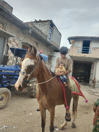 વેચવાનું છે