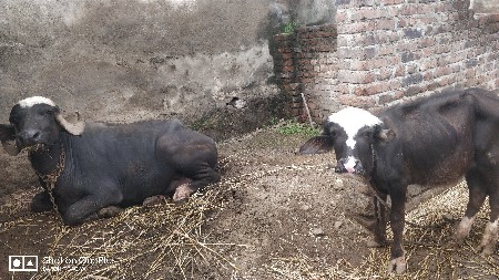 ભેંસ વેચવાની છે