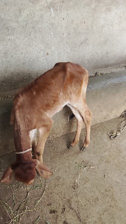 ગાય પેશવાની છે