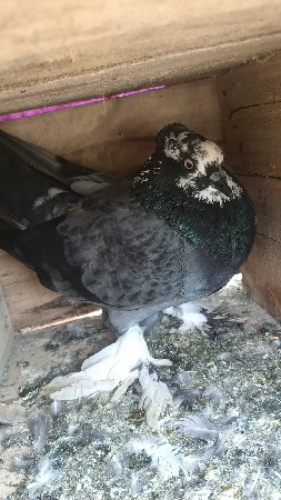 4 કબુતર દેવા ના છે