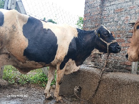 ત્રણ વેતર વયા ગઈ