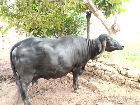 ભેસ વેસવાની છે