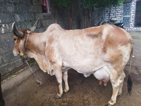 ત્રીજું વેતર 13" દિવસ થયા વ્યાજ