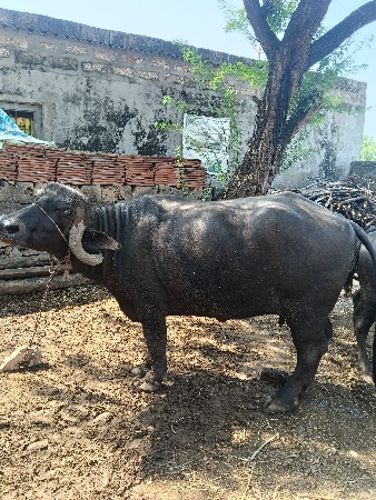ભેંસ