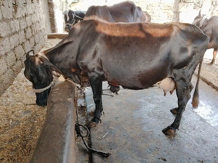 2 ગાય વેચવાની સે