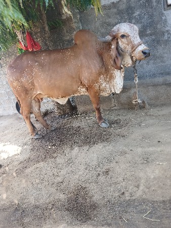 વેચવાની છે