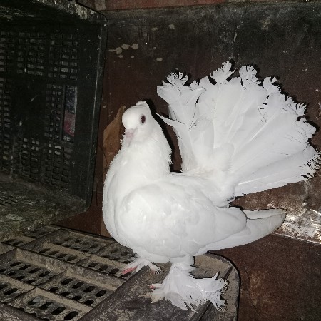 મોરપીંછ કબુતર દેવાનું છે