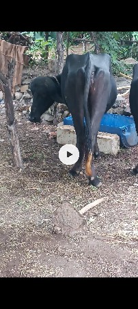 જાફરી ખડાય વેચવાની