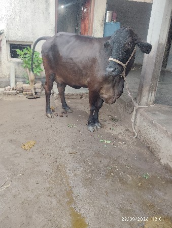 આ ચાર ગાયુ વેચવાની છે