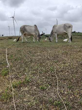 2જી ધરના બ‌‍‌ળધ વહેંચવા ના છે