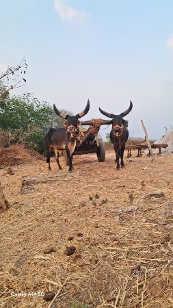 ગોઢલાબેવાવણીવાવેલછૈ